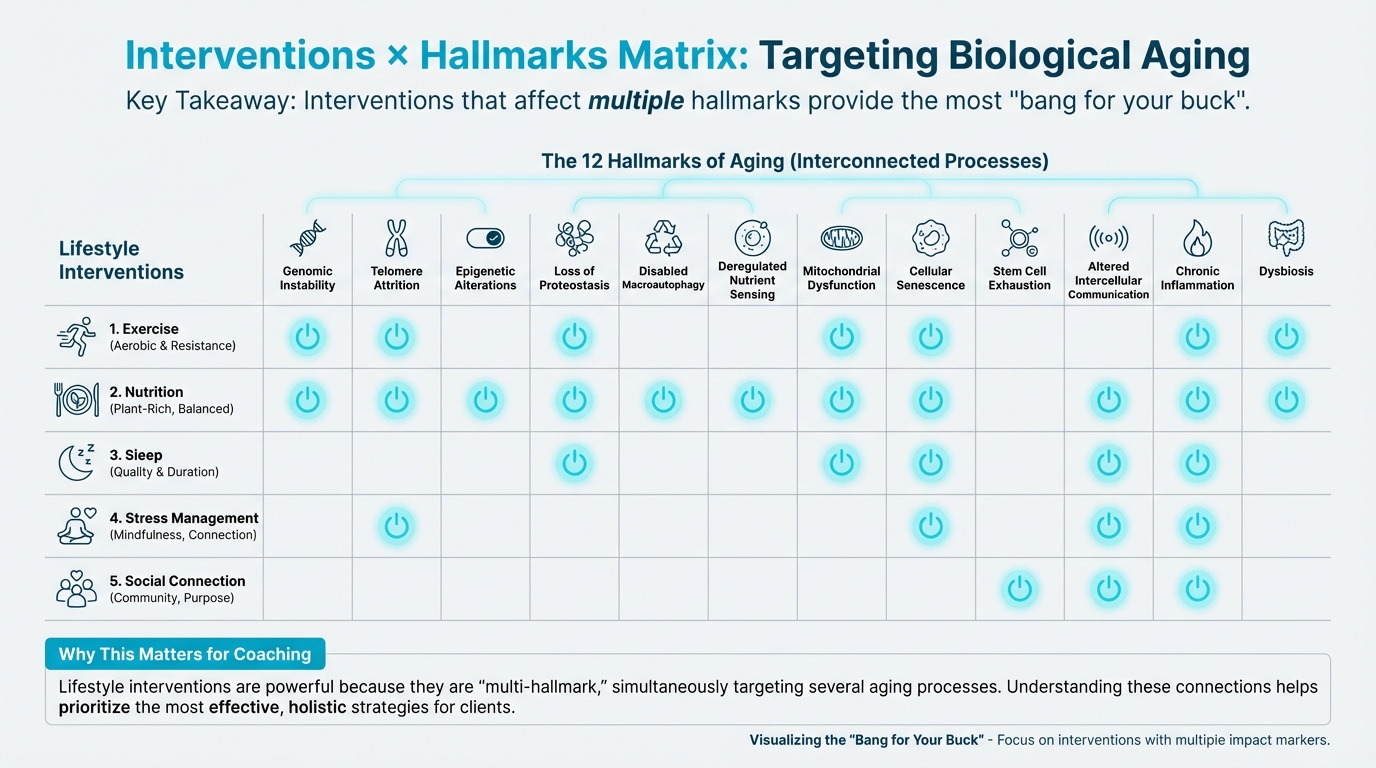 Interventions × Hallmarks Matrix