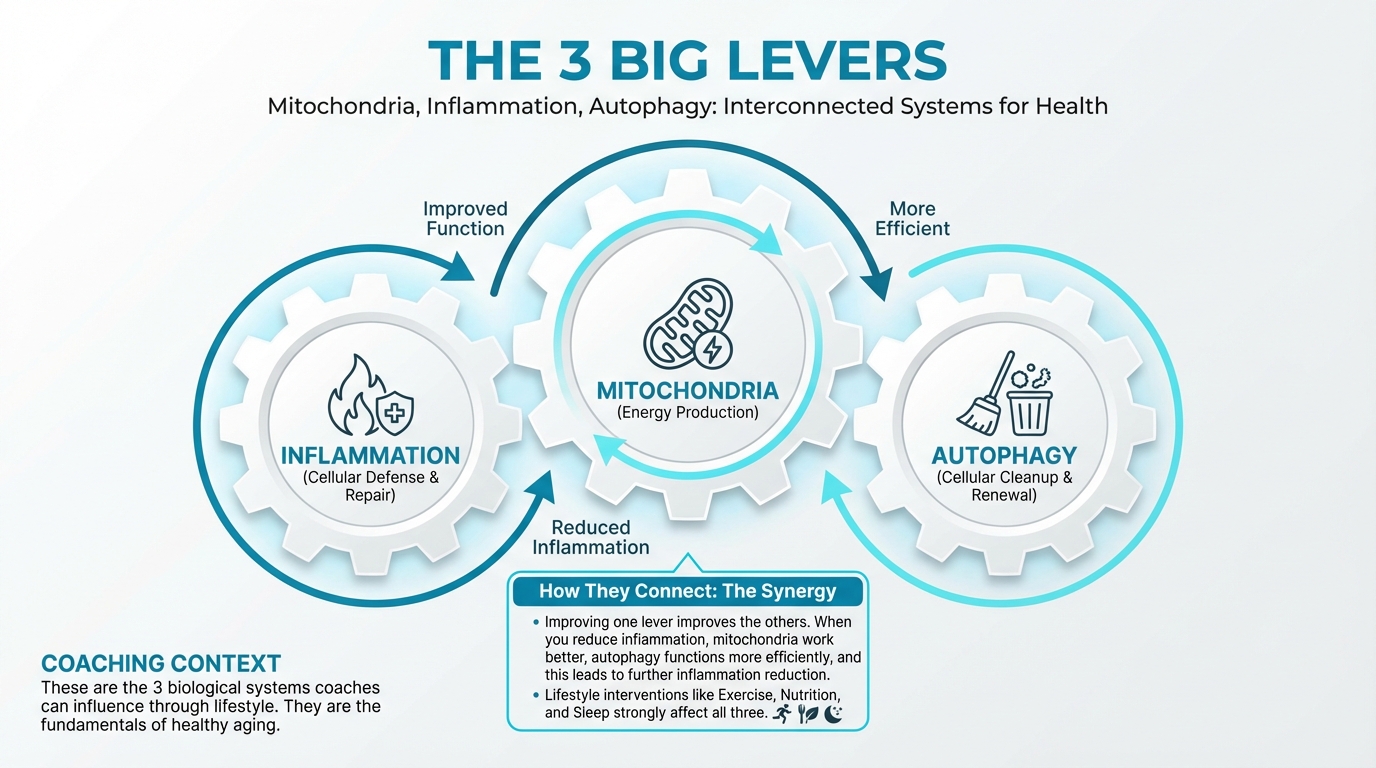 The 3 Big Levers